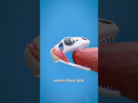 How A Lizard's Bite Locks On 😱