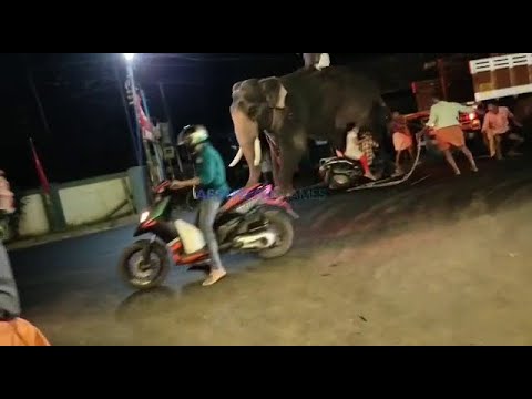 Elephant runs amok after being hit by a scooter near Cherai