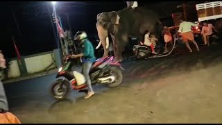 Elephant runs amok after being hit by a scooter ne