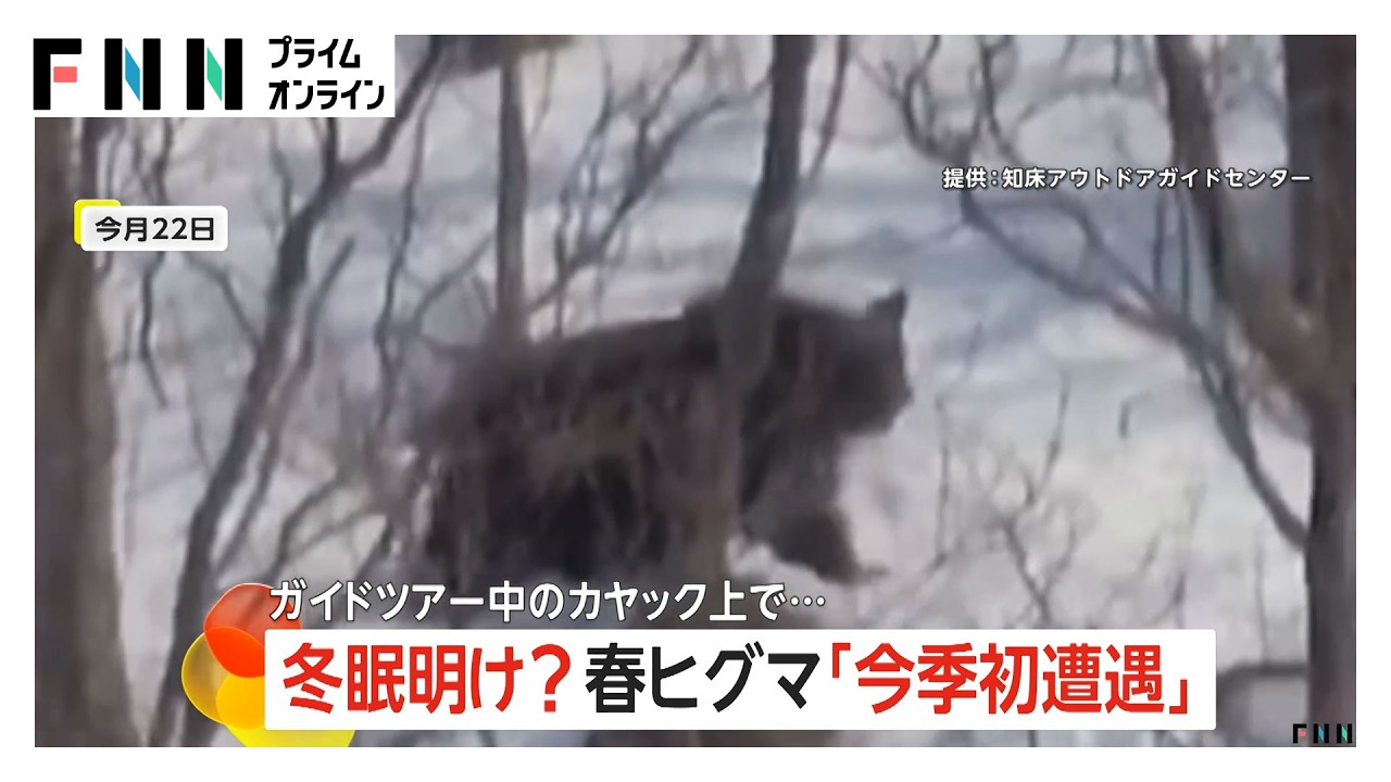冬眠明けか　「知床」ツアーで1.5メートルほどの“春ヒグマ”今季初遭遇　客とガイド乗せたカヤック上で撮影　岩手でもクマ出没注意報（2026年03月25日）