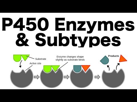 P450 Enzyme System (Inducers, Inhibitors, & Subtypes)