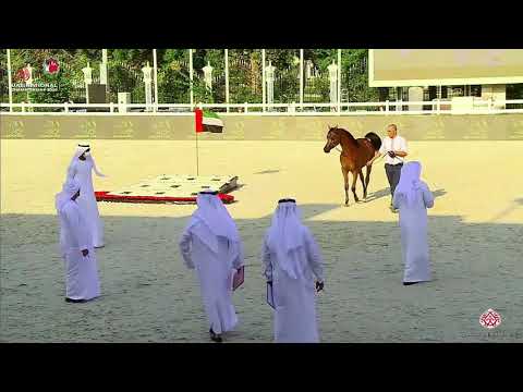 N.227 QASWARAH AL BUSTAN - UAE National Championship 2020 - Colts 2 Years Old (Class 8B).mp4