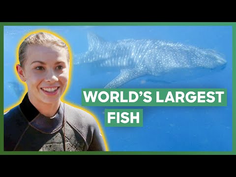 Bindi Irwin Meets A Whale Shark And Names It Steve | Crikey! It's The Irwins
