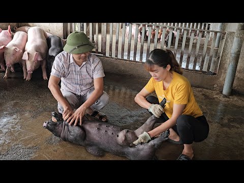 The veterinarian came to examine the pig with many terrible tumors.  ( Ep 262 )