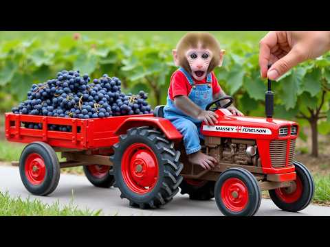 Monkey Nana drives a tractor and embarks on the journey of planting a vineyard - NANA MONKEY LIFE