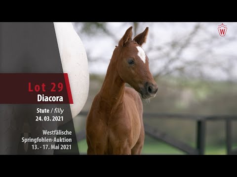 Springfohlen-Auktion 13. - 17. Mai Lot 29 Diacora Stute v. Diathago - Cornet Obolensky