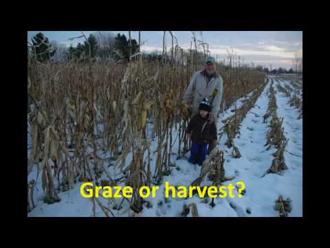 Extending Grazing: Corn for Gazing
