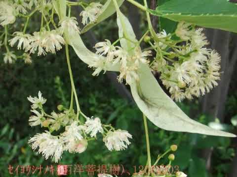 冬シナノキ「ランチョ」 植物