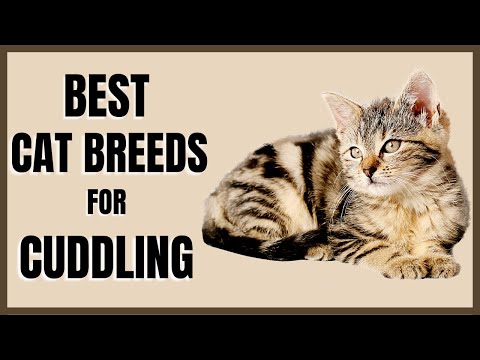 Cats 101 : Best Cat Breeds for Cuddling