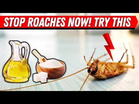 How to Make a Homemade Roach Trap That Actually Works FAST!