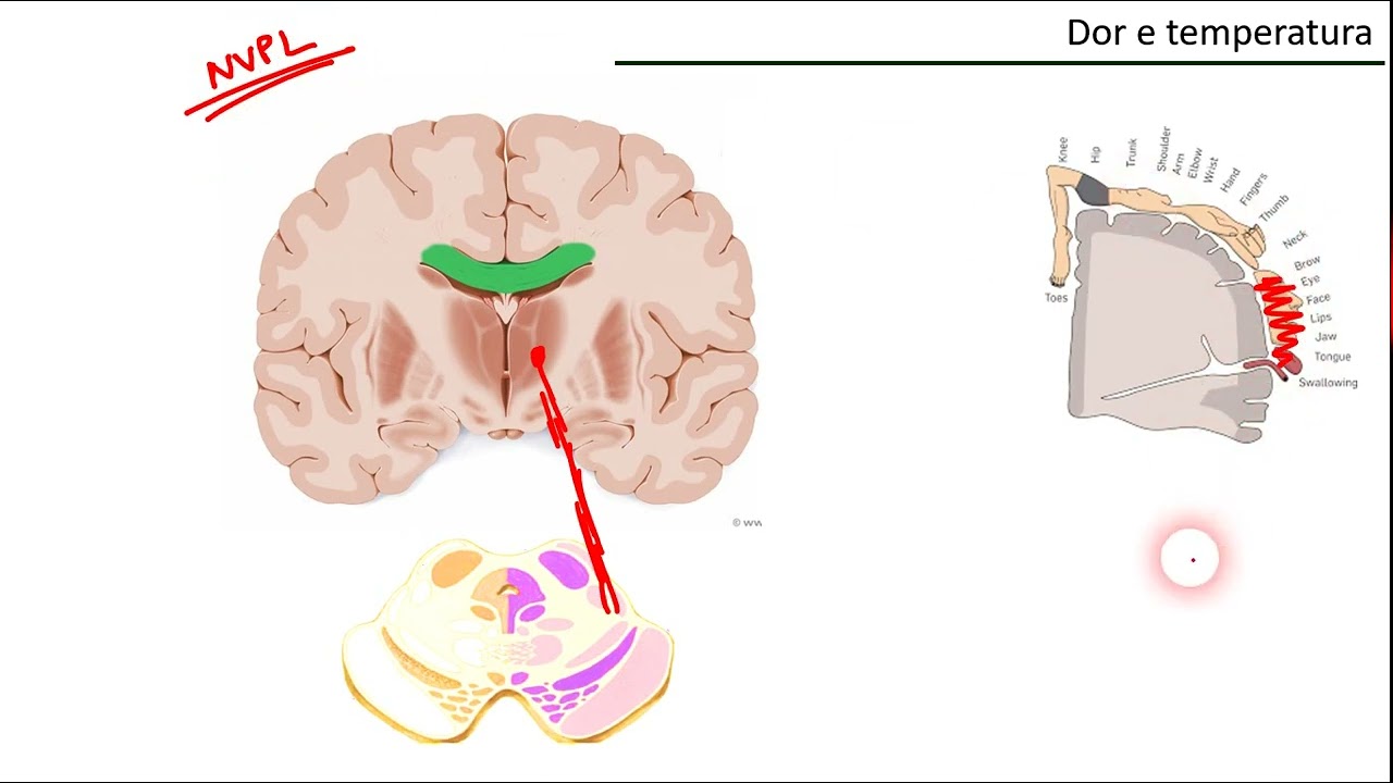 Vias aferentes gerais: DOR E TEMPERATURA