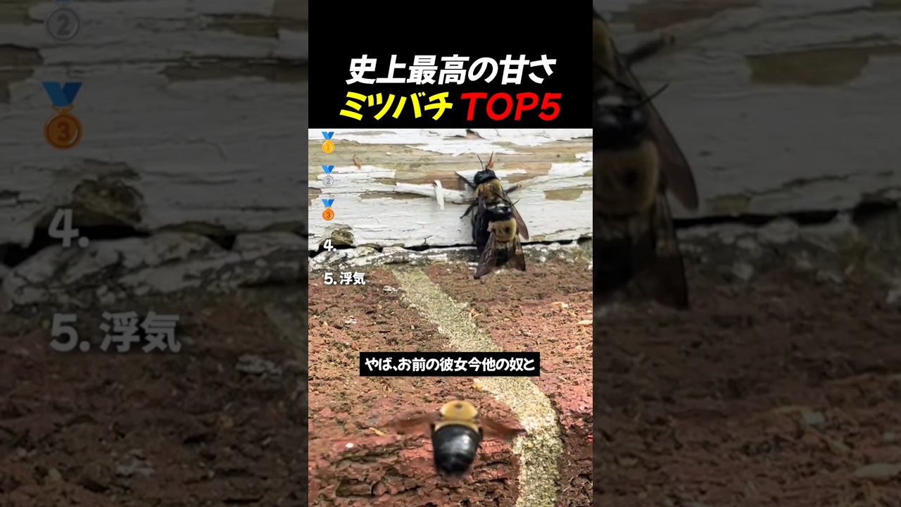 史上最高の甘さミツバチ TOP5