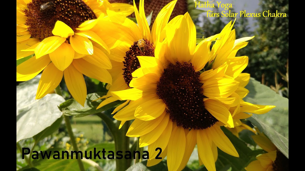 Pawanmuktasana 2 - Deutsch - Hatha Yoga