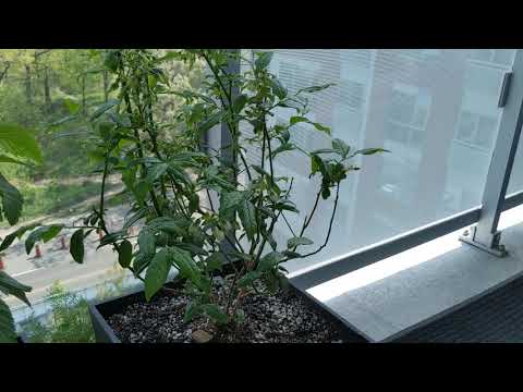 Growing a Razz Blueberry High Bush in Pots (Part 1)