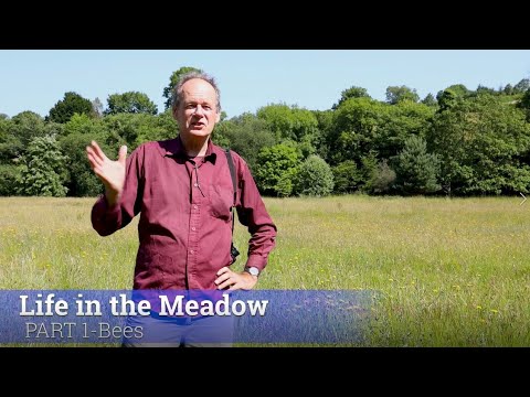 Life in the Meadow - Part 1: Bees