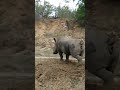 Rhino S Toilet Break
