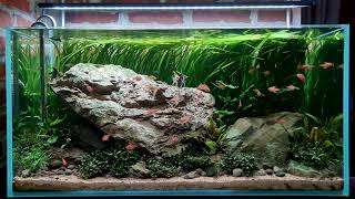 Relaksasi Pemandangan Aquascape dengan gemericik air dan suara burung "Non injeksi co2"