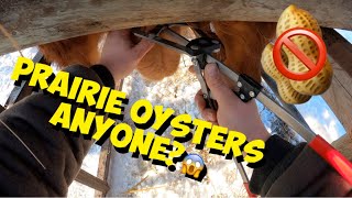 How to CASTRATE a BIG 450LB BULL Calf : Humane Castration Using a Elastrator Tool & Rubber Band!🤠