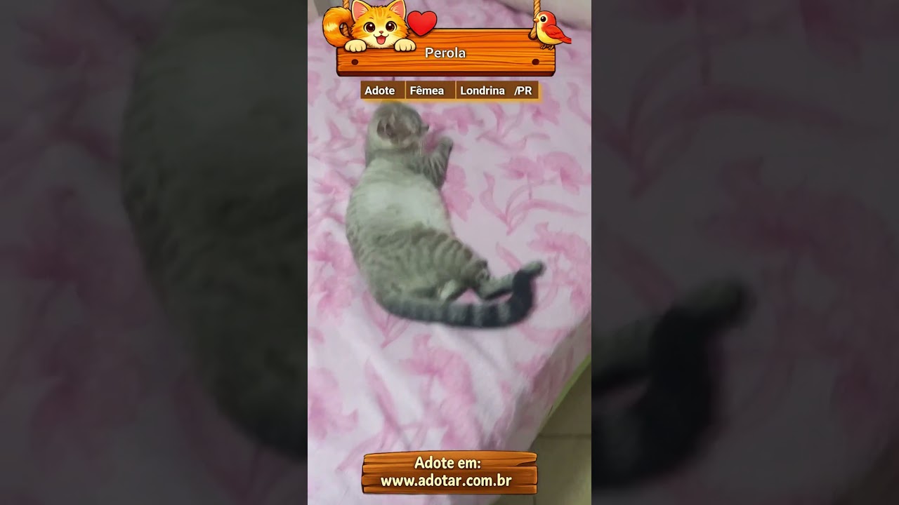 Gato raça SRD-ViraLata idade 1 ano nome Perola