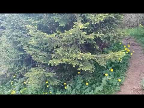 CAPITOLO 8:Giro ad anello a cima Mandriolo partendo da malga larici