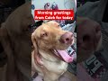 Caleb Is Being Affectionate This Morning Trend Petshub Pets Trending Trendingshorts Travel