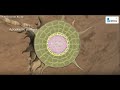 12. Sınıf  Biyoloji Dersi  Bitkilerde Madde Taşınması Videoda kullandığım animasyona ulaşmak için https://youtu.be/JFb-CWlz7kE. konu anlatım videosunu izle