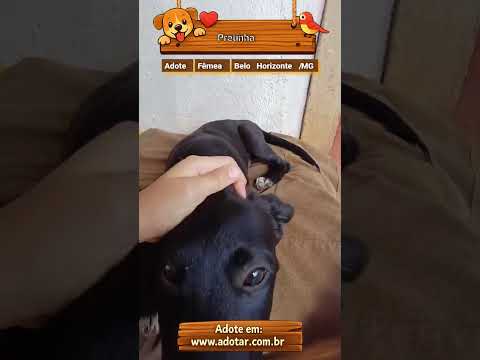 Vídeo de Pretinha