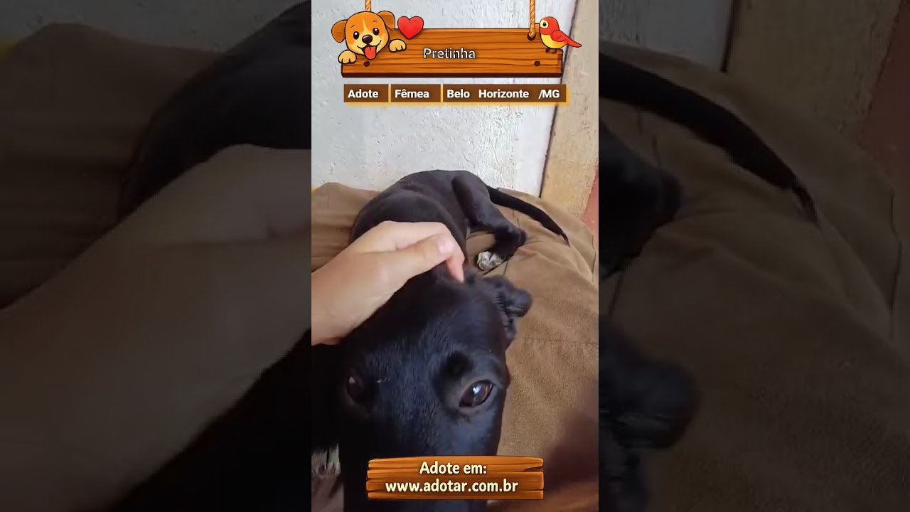 Cachorro raça SRD-ViraLata idade 2 a 6 meses nome Pretinha