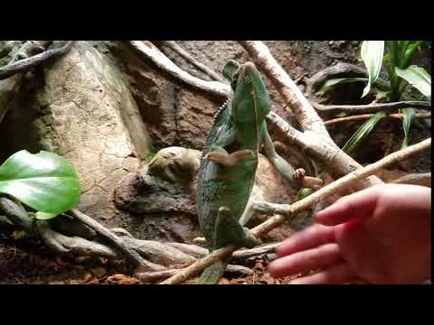 Chameleon Dancing