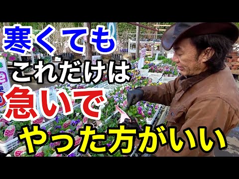 【今年は手遅れになります】１月やるべき園芸作業教えます　【園芸】【ガーデニング】【初心者】