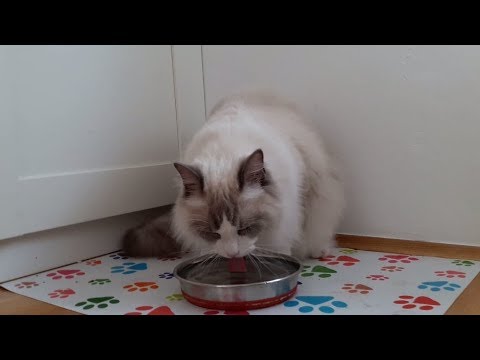 How to Get Your Cat to Drink Enough Water