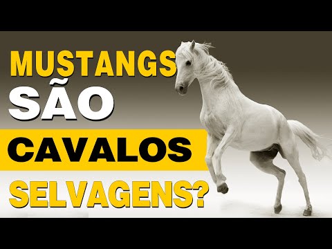 , title : 'Mustangs são cavalos selvagens?'