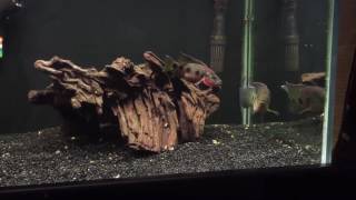 WhipLash &amp; Athena day 2.