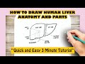 How to Draw Human Liver Anatomy And Parts
