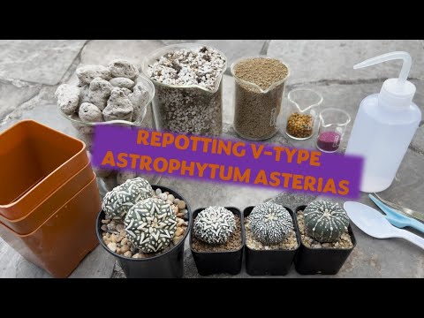 , title : 'Cactus (Astrophytum asterias): 🌵 Repotting Twin and Uniquely Patterned V-Type Astrophytum asterias 🌵'