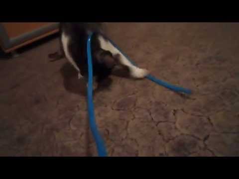 Tanu, Motanul Jucaus ! ( playful cat )