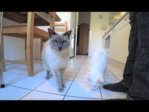 Tutorial: How to Teach a Cat its Name & to Come when Called Reliably