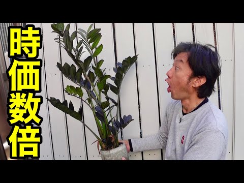 園芸 毛むくじゃらのデロスペルマ