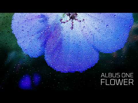 Albus One - Flower
