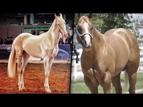 10 Razze Di Cavalli Unica Al Mondo
