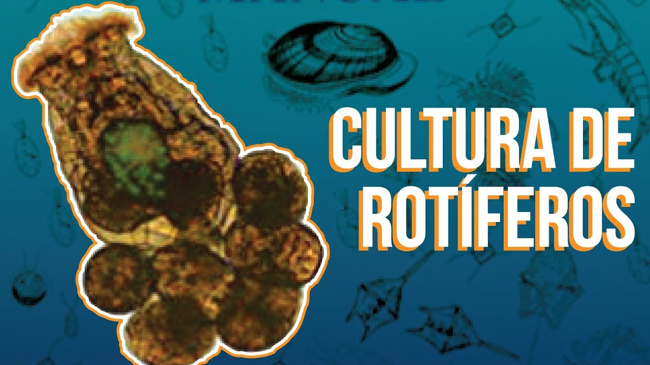 Cultura de Rotíferos