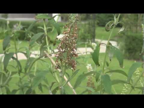 互葉のブドリア 植物