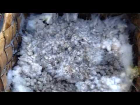 Korean Natural Farming - Urban IMO 1