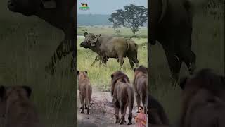 Download lagu Kerbau mengamuk!!! ketika di datangi tiga Singa afrika #animals #kerbau #singa mp3