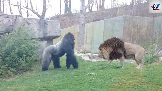 Lion vs Gorilla: Who Wins a Fight?