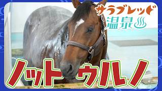 【サラブレッド温泉】ノットゥルノ編【観るASMR】/JRA-VAN【公式】