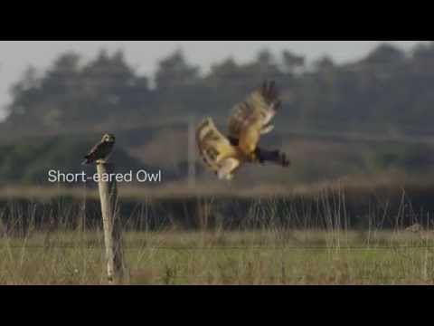 New Year's Eve With the Raptors of Arcata Bottoms