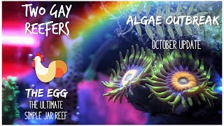 The Ultimate Simple Jar Reef - The Egg - Algae Outbreak in a Pico Tank