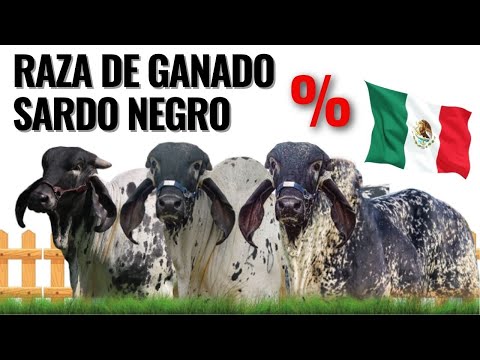 , title : 'Conoce la impresionante raza de ganado Sardo Negro | Única raza creada % México.'