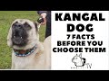 Before you buy a dog - THE KANGAL - 7 facts to consider! DogCastTV!